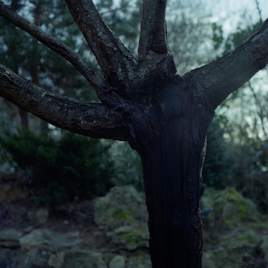 Un arbre prend la forme d'une main.