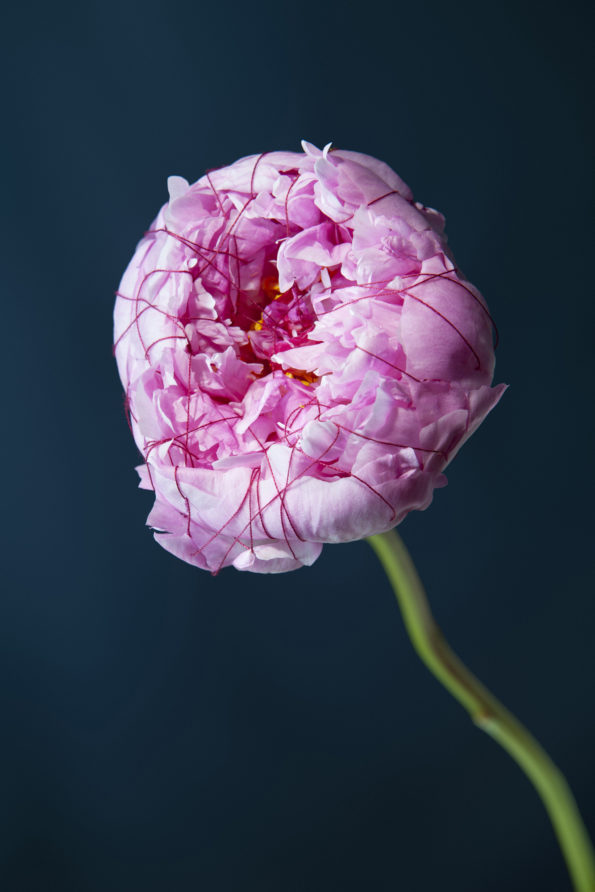 Une pivoine rose en train de s'ouvrir mais dont les pétales ont été cousus, retenus, et liés les uns aux autres, par un fil rose foncé. La fleur est photographiée devant un fond bleu.